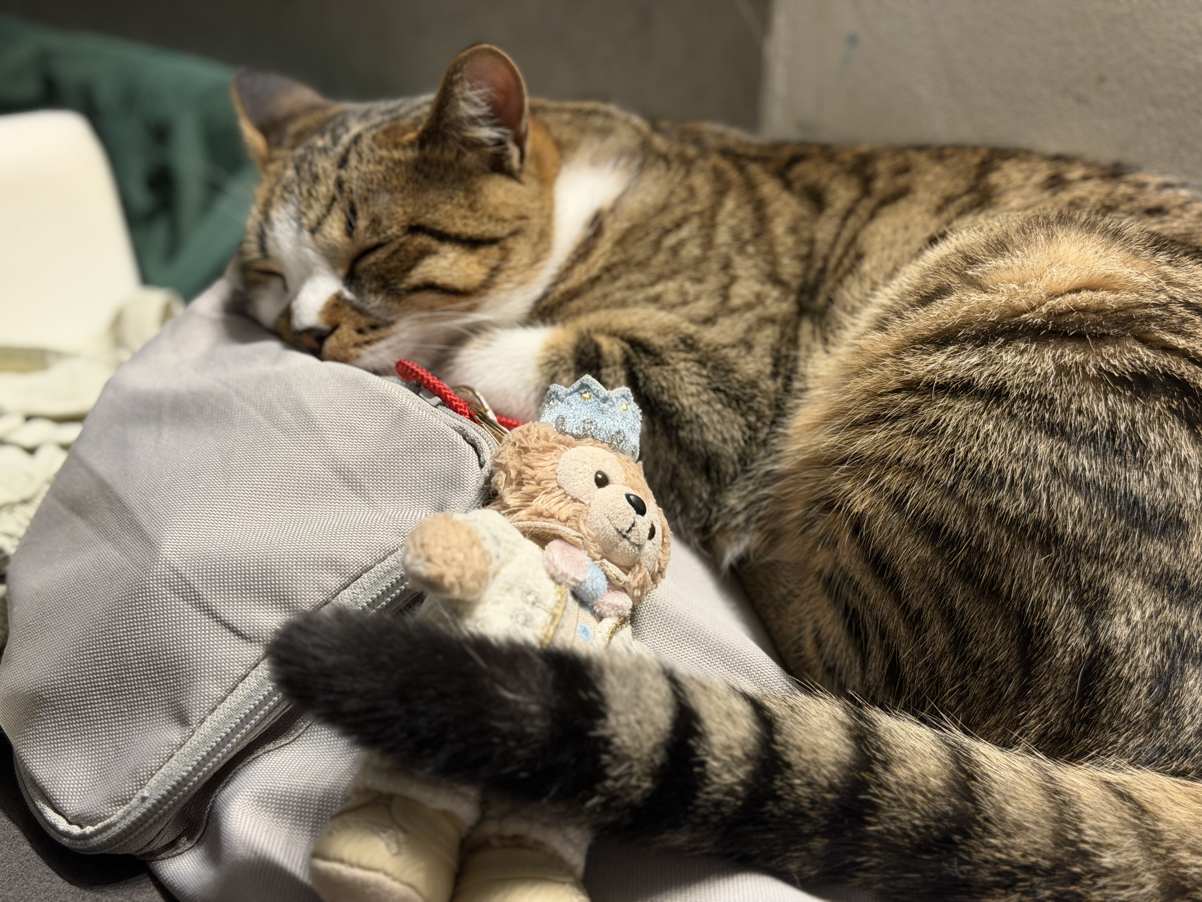 小佩宠物猫碗猫咪斜口碗 双碗15°护颈猫食盆狗碗 不锈钢双食碗 实拍图
