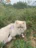 波奇多 宠物航空箱猫狗大容量空运箱 托运航空箱 小号(建议12斤内宠物) 实拍图