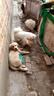 伯纳天纯中大型犬全价成年犬粮金毛宠物主粮羊肉蔓越莓15kg/30斤 实拍图