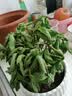 花翁薄荷盆栽可食用水培柠檬薄荷叶好养迷迭香苗植物室内绿植源头直发 实拍图