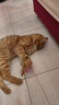 憨憨乐园猫玩具逗猫棒幼小猫猫咪磨牙玩耍耐咬互动自嗨玩具神器宠物用品 实拍图