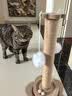HELLOJOY猫玩具自动逗猫玩具球自嗨解闷神器电动逗猫棒磨牙幼猫猫咪玩具 实拍图