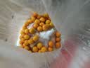 广西融安金桔当季新鲜水果柑橘脆蜜滑皮金柑年货送礼物产地直发 【6号果】净重1斤（尝鲜装） 实拍图