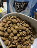 伯纳天纯狗粮经典 小型犬幼犬狗粮 3月-12月龄 经典系列柯基1.5kg/3斤 实拍图