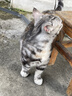 多特思猫零食小轻松猫草猫条50支0肉粉0诱食剂排毛化毛成幼猫条软罐头 实拍图