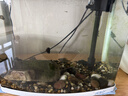 疯狂水草手撕羊绒棉过滤棉鱼缸专用过滤材料养鱼空气超滤棉高密度净化水1m 实拍图