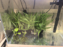 鱼缸水草造景淡水水草养鱼水草植物懒人真水草冷水水草坨草造景 （以长根）南美青竹坨5+营养草泥底座5 实拍图