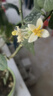 美的（Midea）小炎烤空气炸锅蒸烤一体上下双热源免翻面 多功能家用实用大容量6L 智能可视金属内腔烤箱KZC6054 实拍图