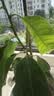 护花侬四季浓香开花白兰花苗盆栽室内阳台观花植物黄角兰绿植大树苗玉兰 白兰60-70高【带花包】 不含盆 实拍图