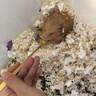 宅小宠宠物恩诺沙星片猫尿路感染尿道炎狗狗皮肤病产后消炎绝育消炎药 实拍图