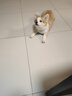 Orijen渴望狗粮 小型犬全期全价小颗粒鸡肉进口犬粮1.8kg效期27/5 实拍图