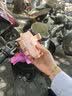 BZBC电动车手机支架可爱猫爪自行车电瓶车防震防抖导航固定手机架女骑行装备通用 车把款 实拍图