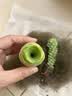 多肉植物小盆栽批发套装多肉组合桃蛋玉露绿植花卉桌面阳台办公桌 鸡蛋玫瑰3cm不带盆土 实拍图