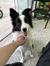 普安特宠物狗狗驱虫药体外驱虫犬驱寄生虫跳蚤非泼罗尼爱滴克0.67ml*3支 实拍图