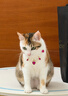 麦富迪猫粮 超肉粒冻干双拼成猫粮美毛护肠三文鱼10kg/20斤【宠物金选】 实拍图
