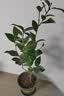 行湘茶花盆栽树苗阳台绿植花卉 六角大红茶花+1加仑塑料盆 源头直发 实拍图