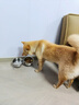 DALYKATE德国品牌猫碗狗碗狗狗食盆宠物用品不锈钢双碗喝水碗增高架防打翻 304食品级不锈钢--小号碗+小号碗 【耐腐蚀 不易锈】 实拍图