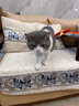 大宠爱 猫驱虫药 体内外同驱耳螨虱子跳蚤虫 2.6-7.5kg成猫 6支装 实拍图