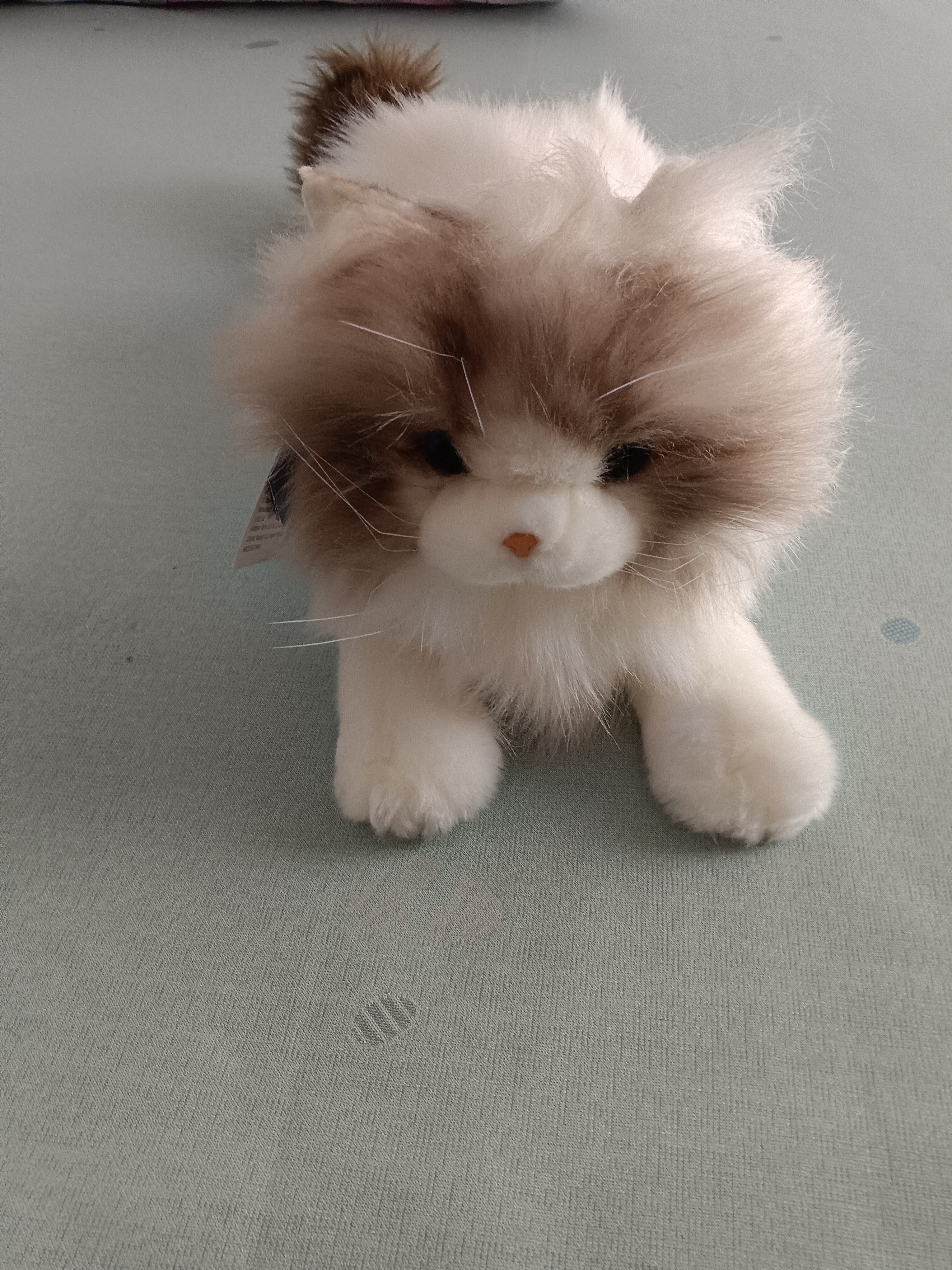 科迈特高仿趴姿布偶猫毛绒玩具玩偶娃娃公仔儿童礼物女孩送女朋友生日 实拍图