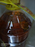 鲁花【保真花生油】 5S压榨一级花生油 5.43L（新老包装随机发放） 实拍图