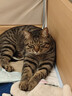 皇家成猫猫粮 营养均衡 F32 通用粮 1-7岁 15KG 实拍图