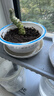 花盆托盘加厚塑料花盘底盘垫接水盘花盆垫底多肉圆形底托花盆底座 白T120【内径9cm】 实拍图