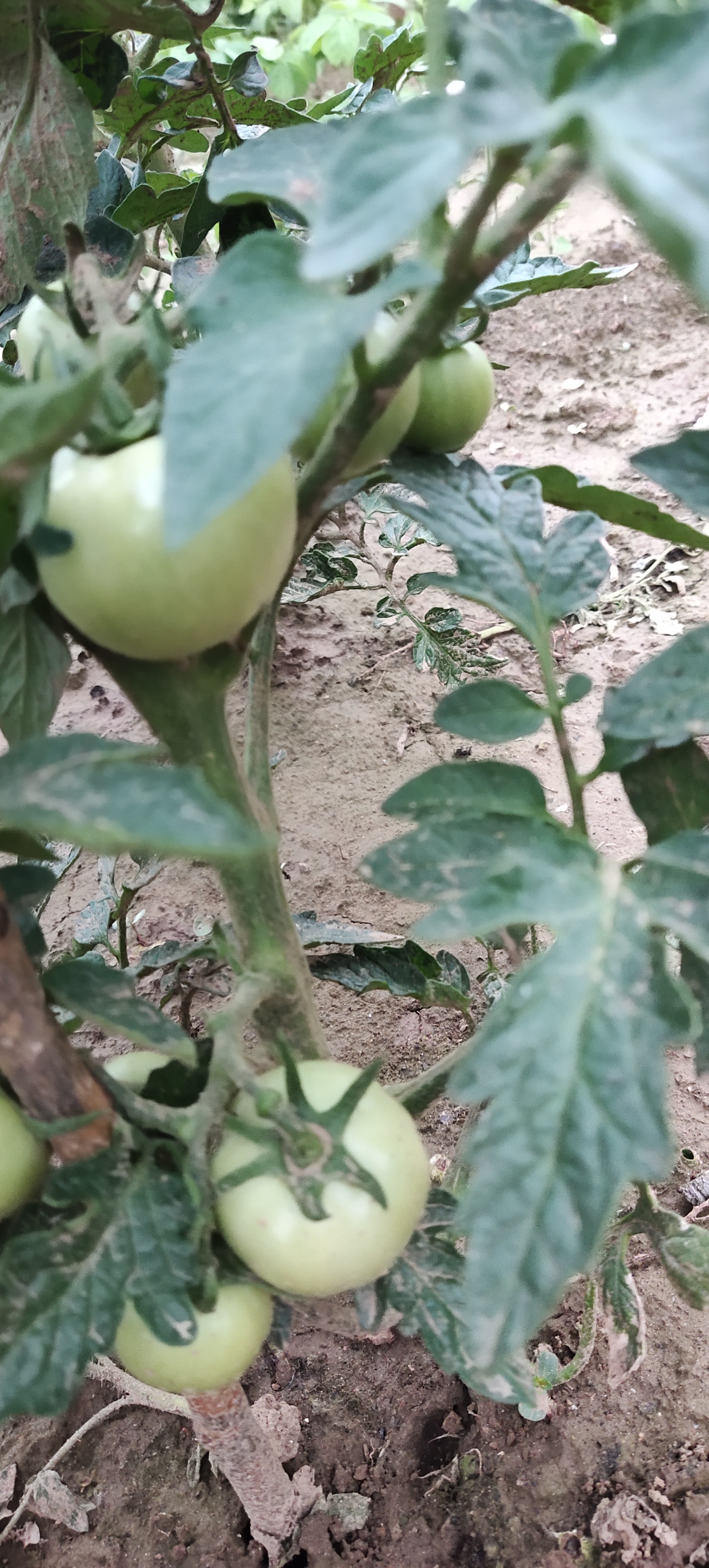 寿禾 蔬菜苗活苗带土发货大全菜苗夏秋各种秧苗山东寿光苗种子阳台 [沙瓤]粉冠番茄苗 6棵 实拍图