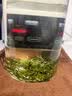敬亭绿雪雨前茶2026年新茶尝鲜试喝绿茶宣城敬亭山毛峰雨前茶自己喝口粮茶 雨前茶（揉捻工艺） 50g罐装 实拍图