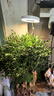 植物补光灯全光谱LED植物生长灯防太阳多肉补光灯种植6W定时调光 白色-太阳光（植物生长）+底座 可调节-高68CM 实拍图