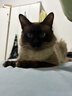 皇家暹罗成猫 SM38 通用粮 12月以上 2KG 实拍图