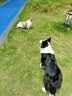 伯纳天纯狗粮中大型犬全价成年犬粮17kg羊肉蔓越莓味囤货装 实拍图