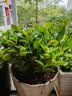 四季常青金鱼花吊兰盆栽室内绿植花卉多肉植物发财树好养易活客厅 金鱼吊兰【整盆20-30颗】原盆土 实拍图