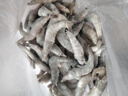 东上御品虾 青岛大虾基围虾鲜活青虾白虾海虾对虾冰虾冻虾生鲜 虾类 海鲜 3斤(净重)  气冻大虾【活虾速冻】 15-18cm【单只超大虾】 实拍图