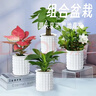 行湘水培绿植盆栽桌面花卉盆景 金边吊兰+波斯蕨（早安盆）源头直发 实拍图