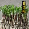 新韭菜根香韭菜农家传统小细叶韭菜根四季绿植盆栽庭院种植易成活 农家小叶韭菜 韭菜根500颗送种植说明 实拍图