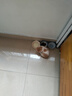 舒腾中华田园小猫咪活体田园猫宠物家养猫咪橘猫幼猫活体土猫狸花猫咪 田园级 橘白 公（幼猫两个月左右） 实拍图