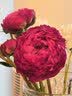 山东菏泽芍药鲜花花束重瓣大花苞基地直发鲜切花【全色系】 芍药-红富士【花苞/支2.5-3.0公分】 【10支】长度/支45公分以上 实拍图