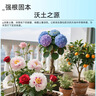 德沃多发酵芝麻饼肥2.5kg菜籽豆饼肥种菜蔬菜花卉通用腐熟有机花肥料 实拍图