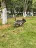 伯纳天纯牛肉粒冻干三拼肉松犬粮中大型犬小型犬成年犬粮 20kg囤货装 实拍图