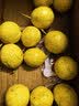 探味君 广西钦蜜9号黄金百香果 新鲜水果白香果酱原浆整箱 生鲜 净重5斤(单果80g+) 实拍图
