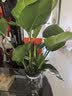 种花迷水培天堂鸟盆栽花卉植物室内客厅绿植面鹤望兰吸甲醛四季好养活 精品水培天堂鸟30-40厘米2棵【不含瓶】 实拍图