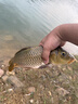 达亿瓦（DAIWA） 新款 一击樱 综合休闲手杆台钓竿轻碳素进口钓鱼竿钓杆 垂钓装备 F-4.5米 实拍图