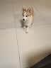 Orijen渴望狗粮 小型犬全期全价小颗粒鸡肉进口犬粮1.8kg效期27/5 实拍图
