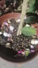 德沃多喜酸专用营养土15L园艺绿植盆栽养花土有机种植土种菜土壤椰糠土 实拍图