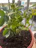 果汁阳台月季花苗四季开花卉盆栽绿植物室内花易活玫瑰带花苞庭院 果汁阳台【大花浓香，月月开分枝多】 【带花苞】【盆口径15cm】原盆冠25高35 实拍图