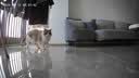 KONOKO宠物湿巾猫咪擦眼泪痕除臭味狗狗用品全身免洗清洁专用湿纸巾 实拍图