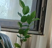 御卉阁茶花盆栽带花苞四季开花室内阳台好养浓香型山茶花树苗花卉绿植 六角大红 2年苗 实拍图