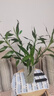 【富贵竹】广州发货水培植物好养懒人节节高供佛办公室内礼物七夕 富贵竹60cm5支 实拍图