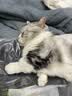 pidan猫砂 经典豆腐混合猫砂3.6kg*12包 皮蛋猫砂 实拍图