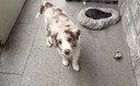 力狼狗粮 纯然金毛阿拉斯加40拉布拉多萨摩耶马犬德牧中大型犬粮 彩虹食谱｜冻干双拼｜鲜肉成犬40斤 实拍图